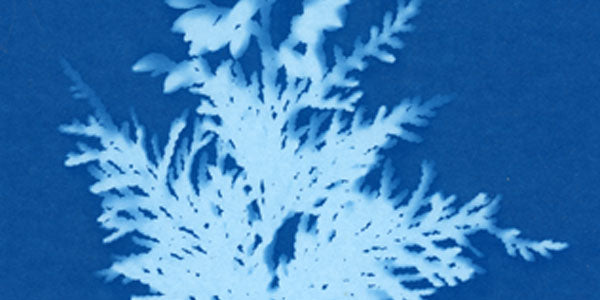 In The Studio: Cyanotypes