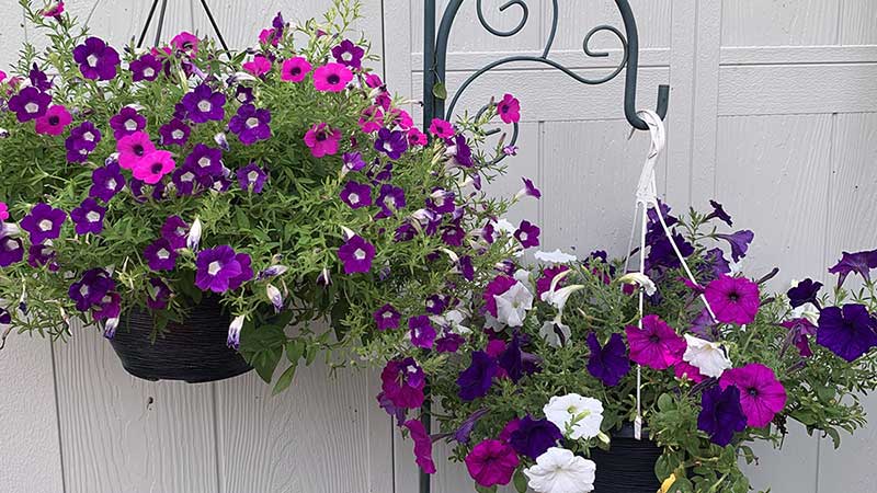 Plant a Hanging Flower Basket