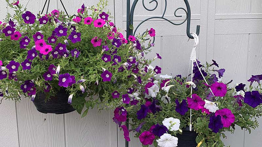 Plant a Hanging Flower Basket
