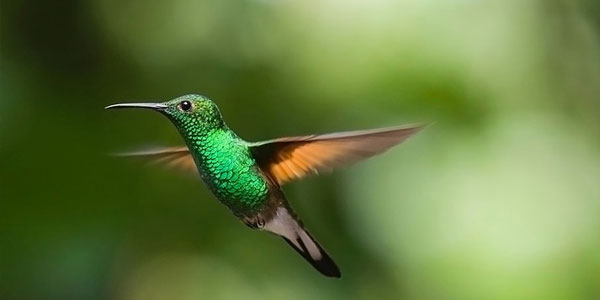 Hummingbird Friendly Yard