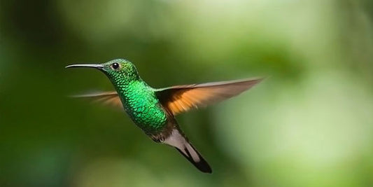 Hummingbird Friendly Yard