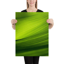 Load image into Gallery viewer, Green Banana Leaf Closeup
