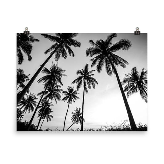 Black & White Palm Trees Photo