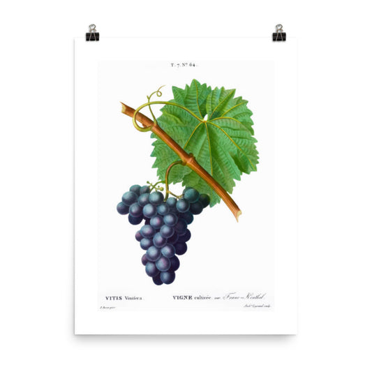 Antique Blue Grape Vine
