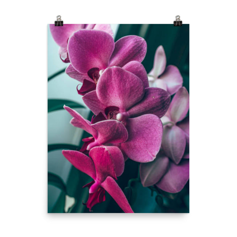 Pink Orchids Closeup