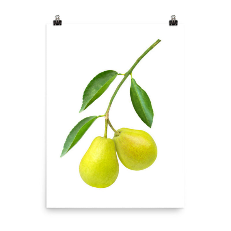 Green Pear Hanging on Branch