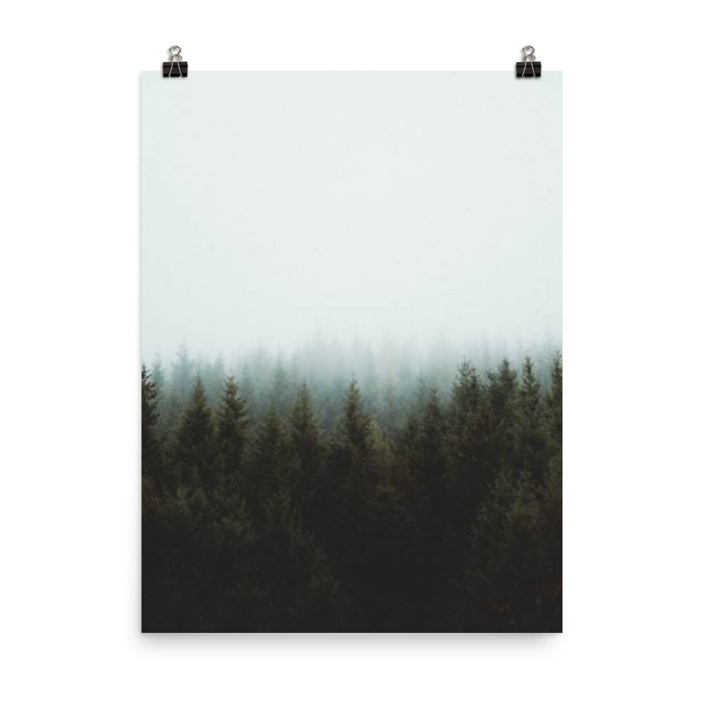 Pine Tree Forest Fog