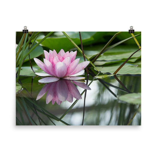 Floating Pink Lotus Flower