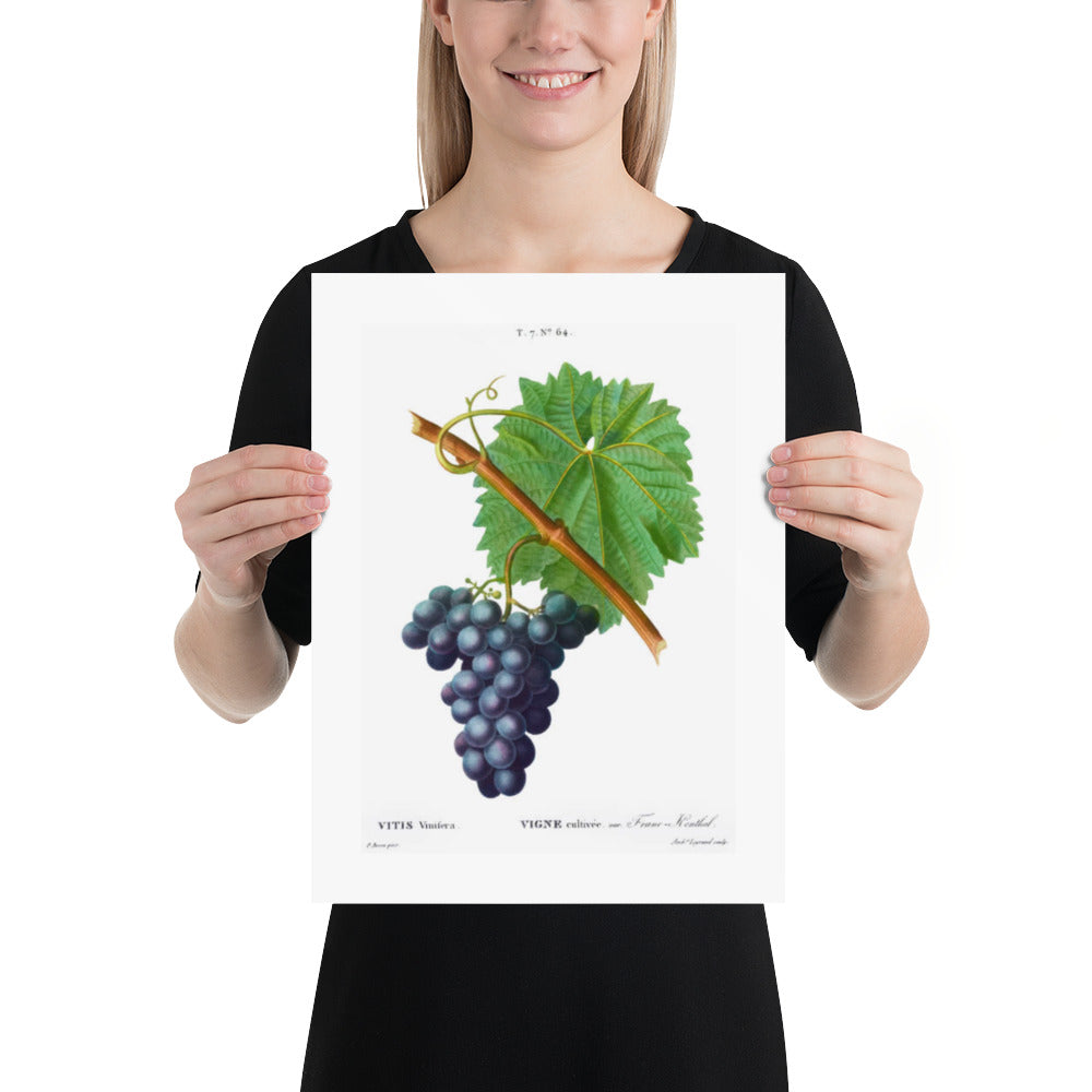 Antique Blue Grape Vine