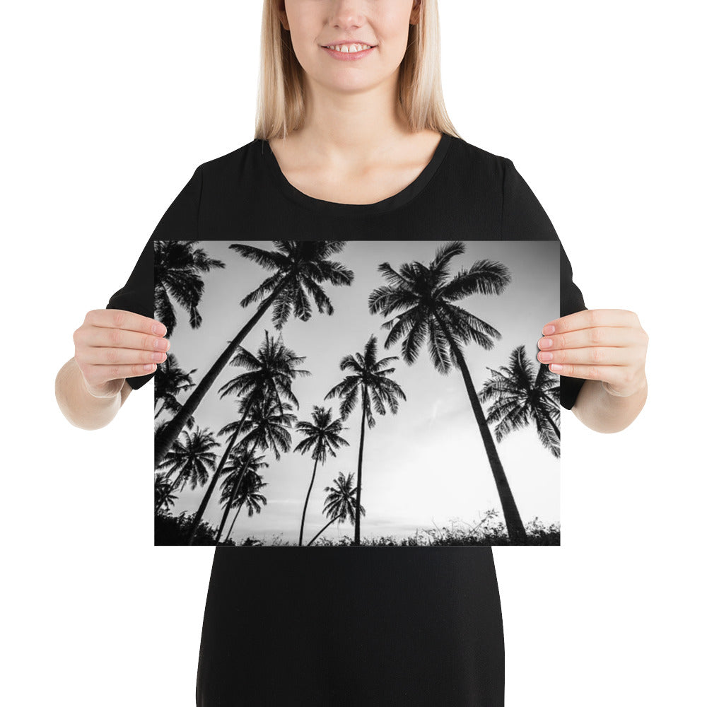 Black & White Palm Trees