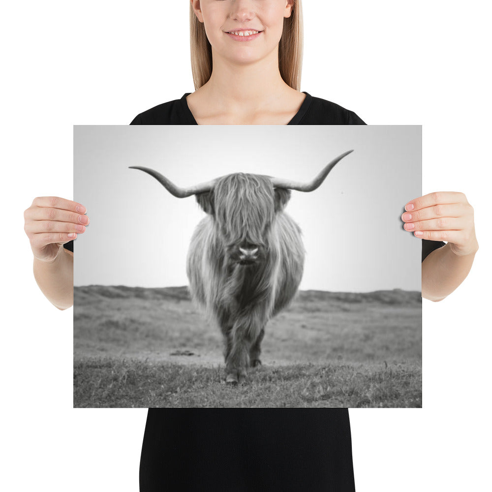 Scottish Highland Bull Portrait