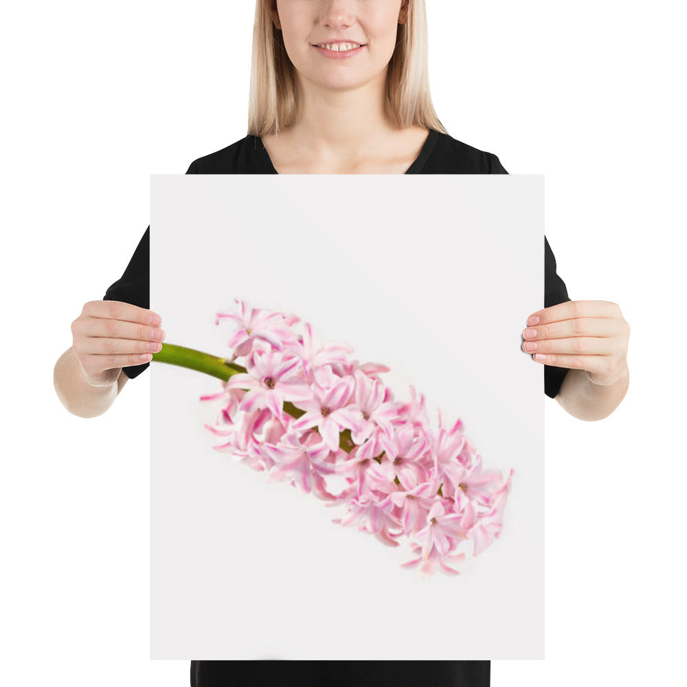 Pink Rose Hyacinth