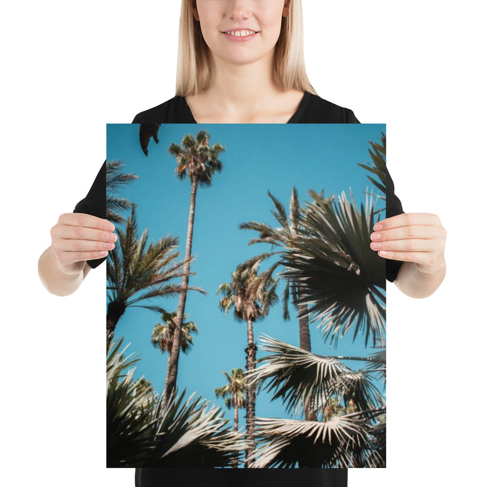 Blue Sky Palm Trees
