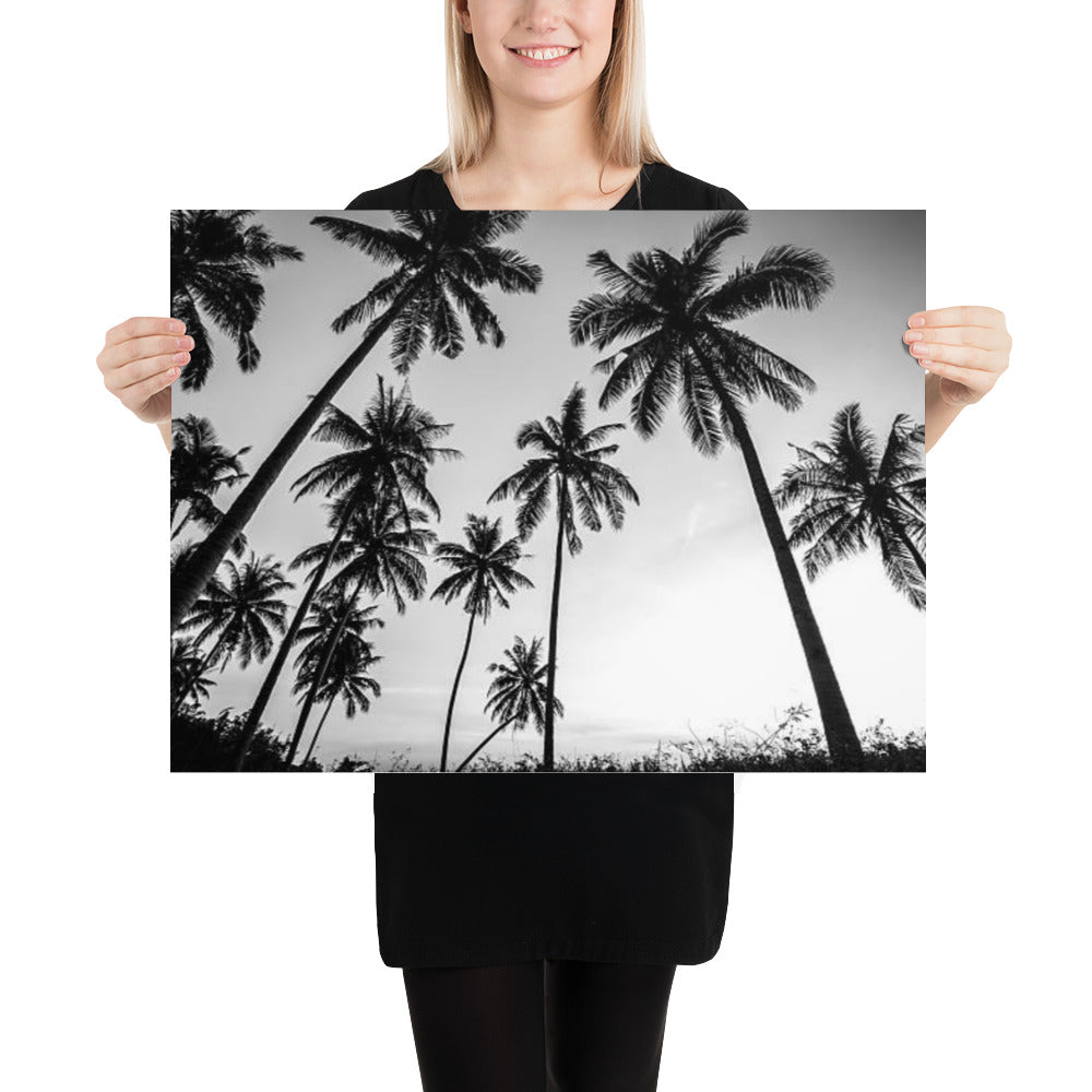Black & White Palm Trees Photo