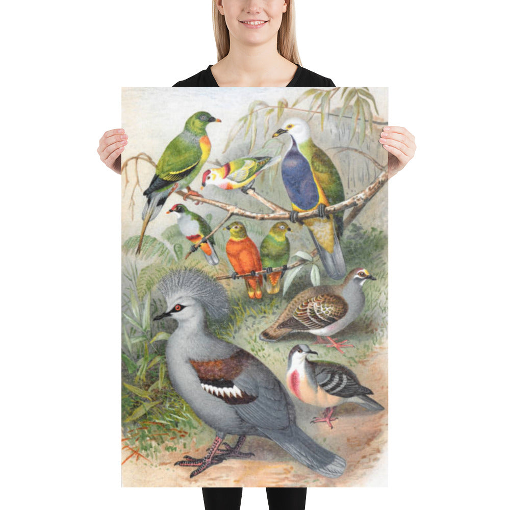Antique Illustration of Tropical Pigeons