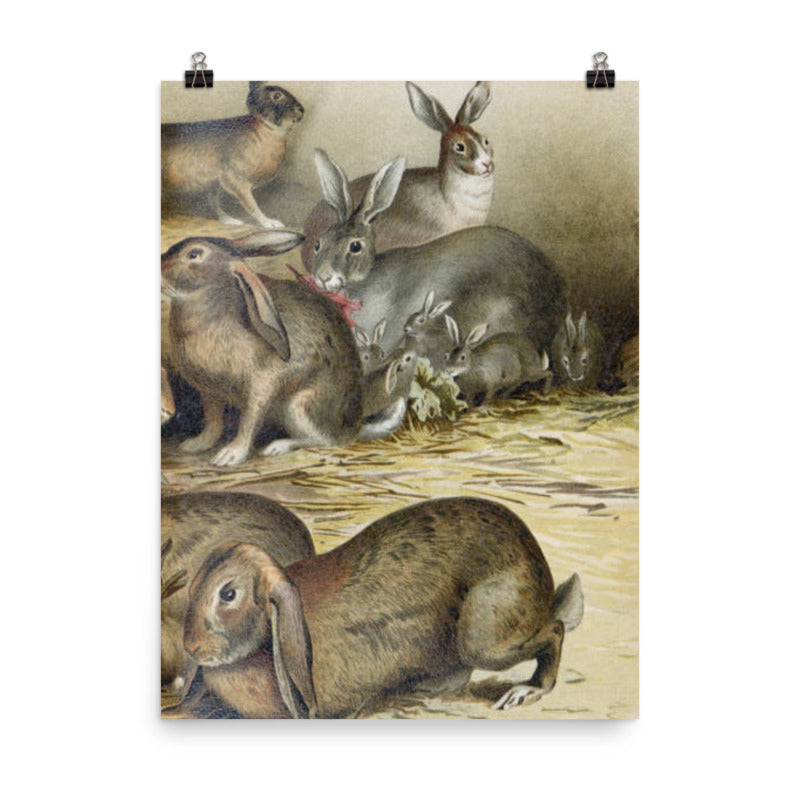 Vintage Rabbits Illustration