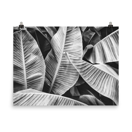 Banana Palm Leaves