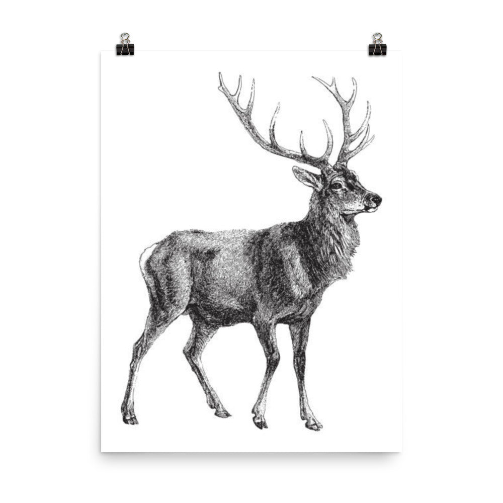 Vintage Red Deer Illustration Poster